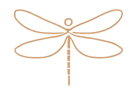 Dragonfly transparent